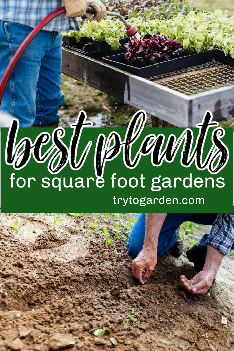 So, what are the best plants for square foot gardening?  Square foot gardening is an efficient method of growing vegetables and herbs in small, organized spaces. 