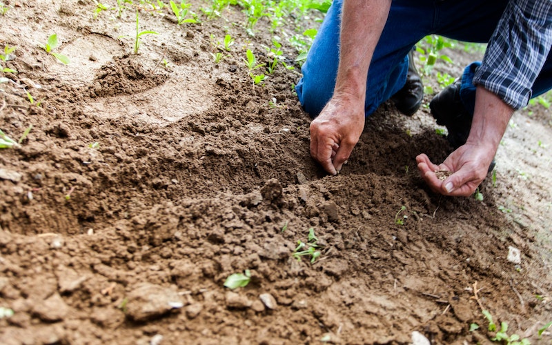 man planting seeds in a square foot garden