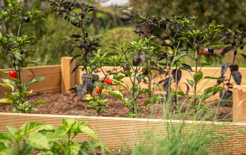 a raised garden bed with vegetable plants