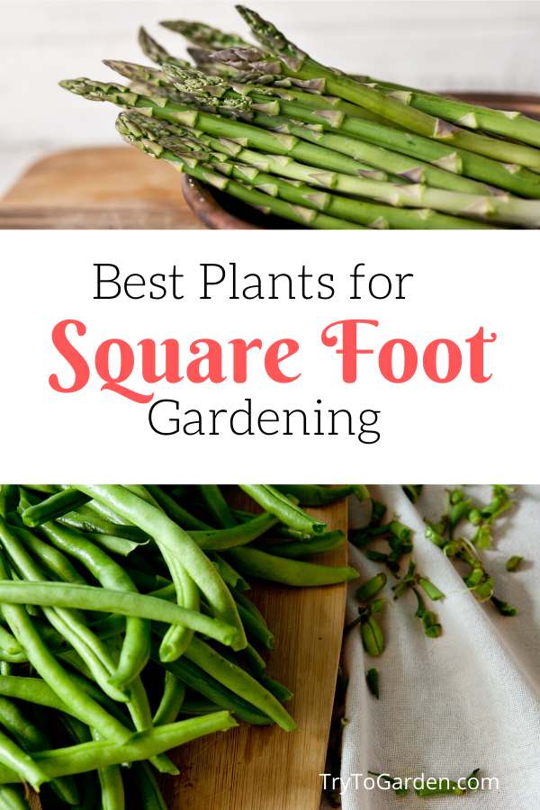 Best Plants for Square Foot Gardening - Try To Garden