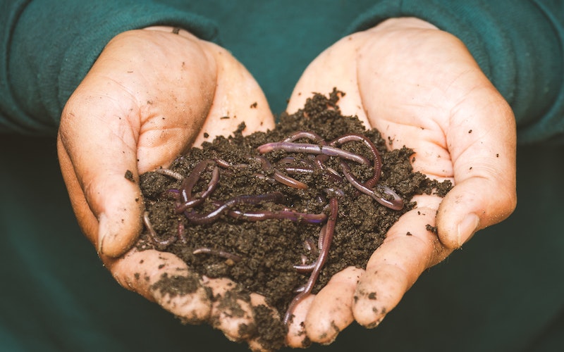 person holding soil and earthworms