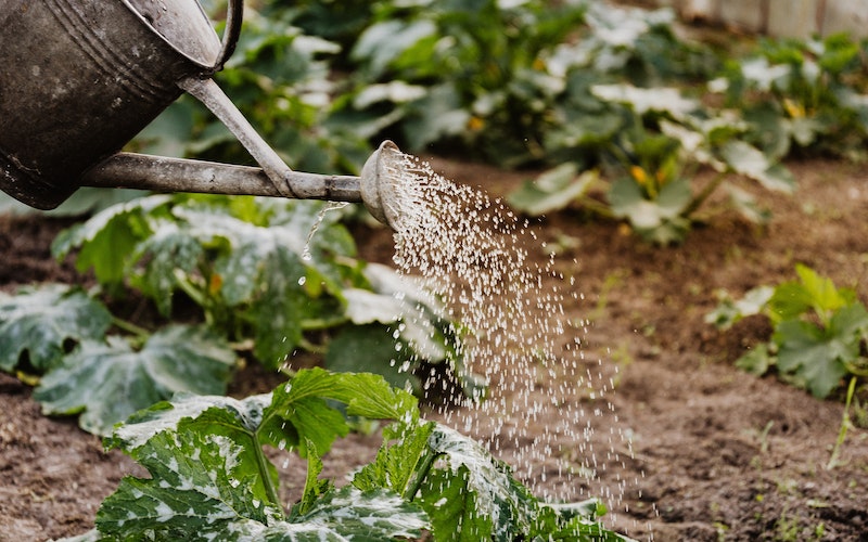 watering the vegetable garden