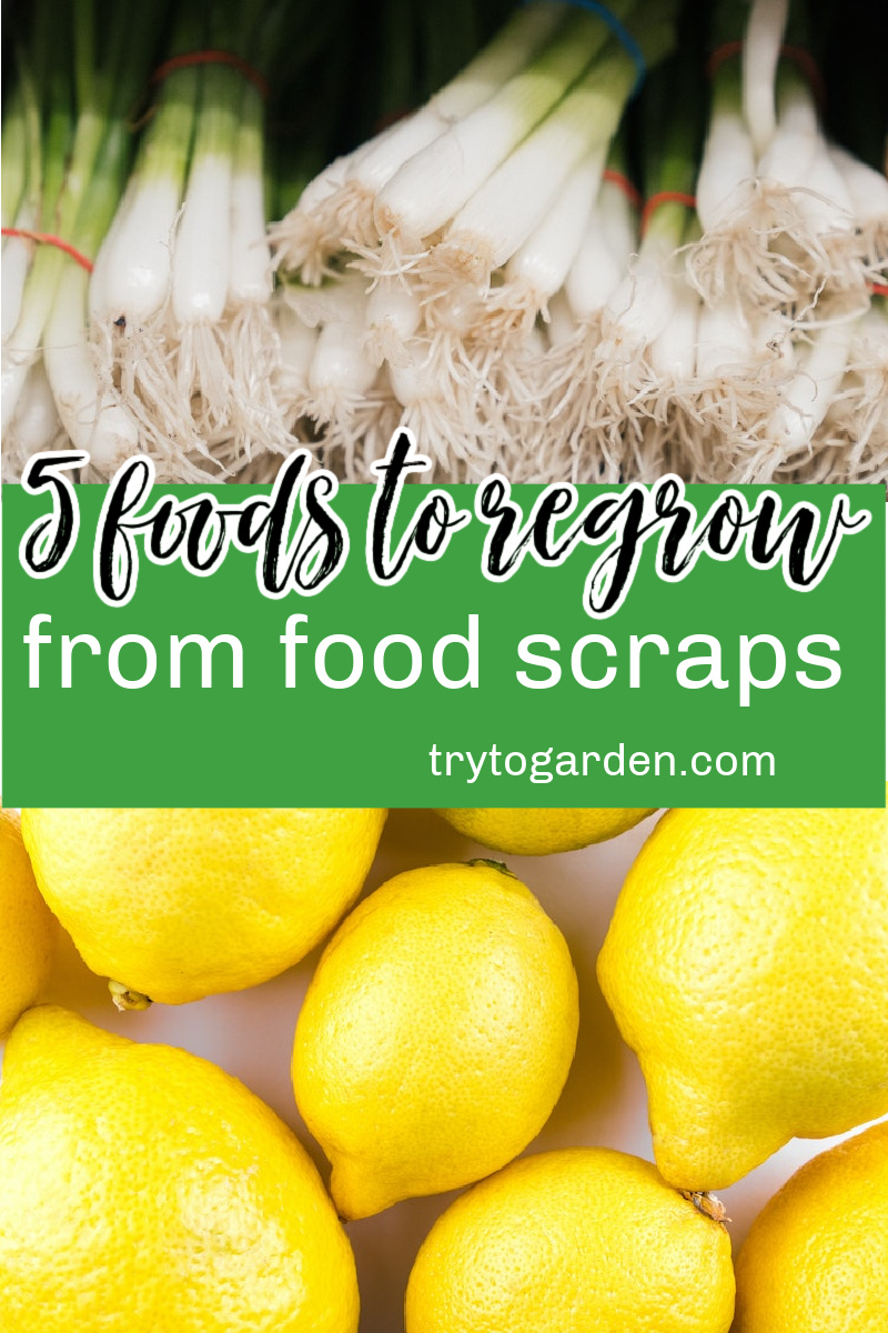 Looking for vegetables that can be regrown? Check out these foods you can regrow from scraps.
