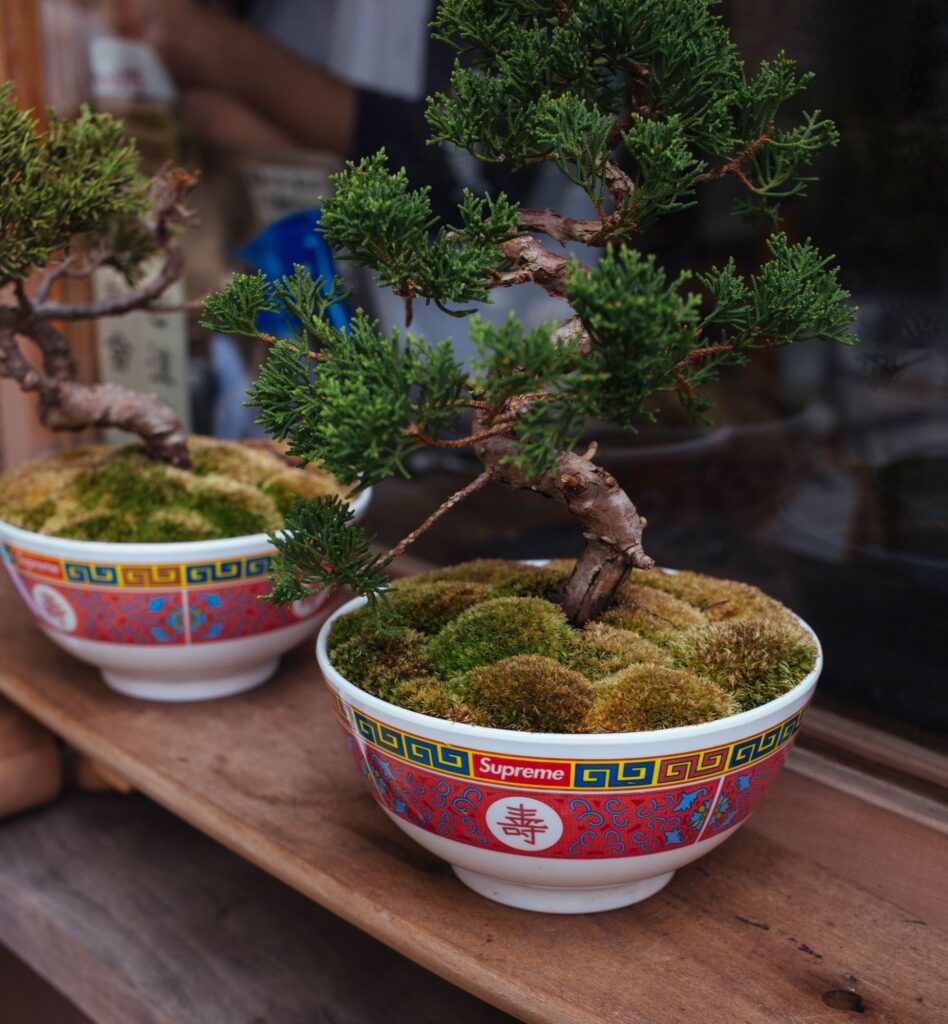 5 Important Bonsai Tools for Bonsai Growers 5 Important Bonsai Tools for Bonsai Growers