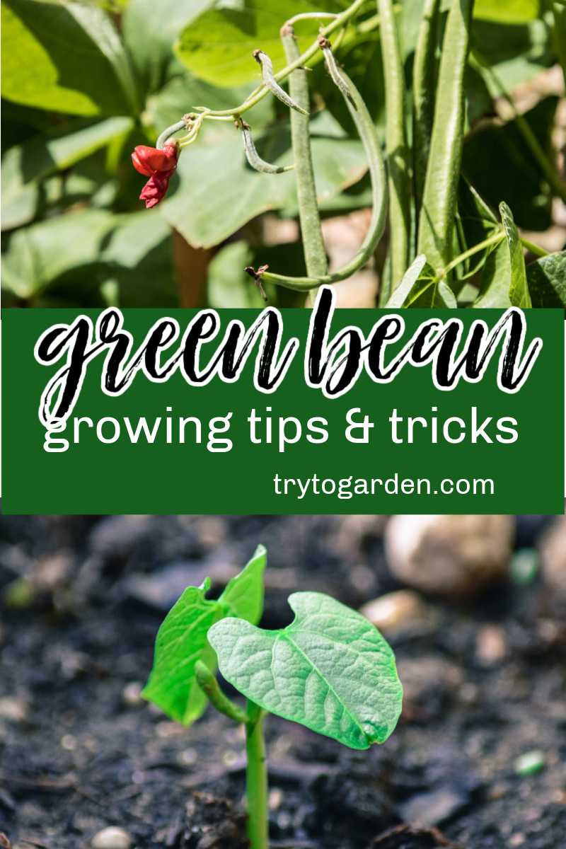 Wondering how to grow green beans? . Here are some tips for growing beans that will help you to get a higher yield.