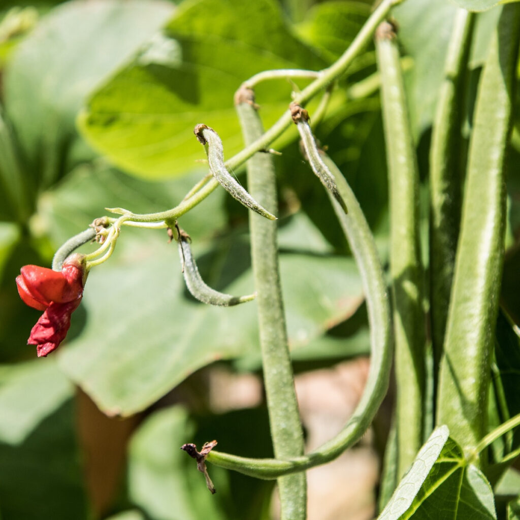 close up of a green bean with a red flower