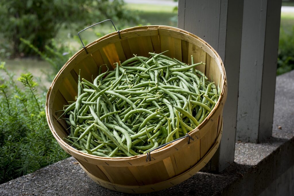 a bushel of green beans