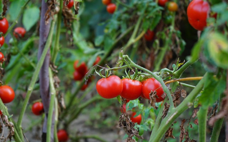 tomatoes growing on a plant