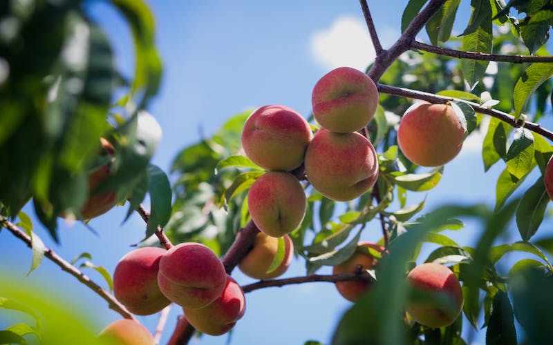 Wondering about the best fruit trees for the backyard? Keep reading to learn more about choosing fruit trees to grow in your back yard at home.
