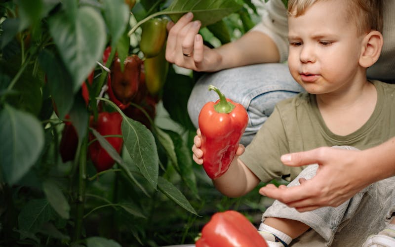 boy holding a red pepper in the garden