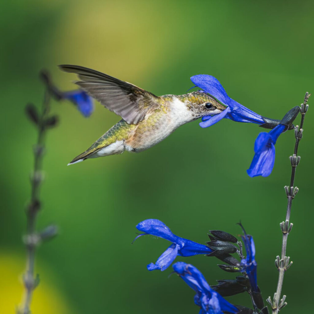 hummingbird feeding from a blue flower