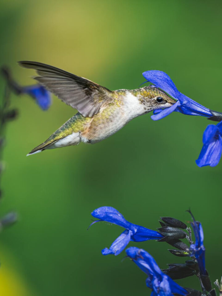 hummingbird feeding from a blue flower