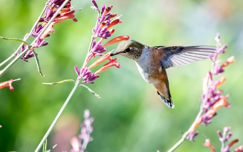 If you wonder how to make a butterfly garden or how to make a hummingbird garden, you are not alone. Check out these easy tips for attracting butterflies and hummingbirds to your garden.
