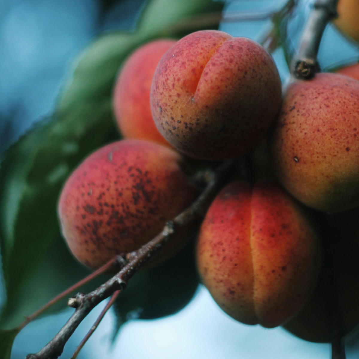 Growing fruit trees is a rewarding way to add to your family's food pantry. Find out more about growing fruit trees.