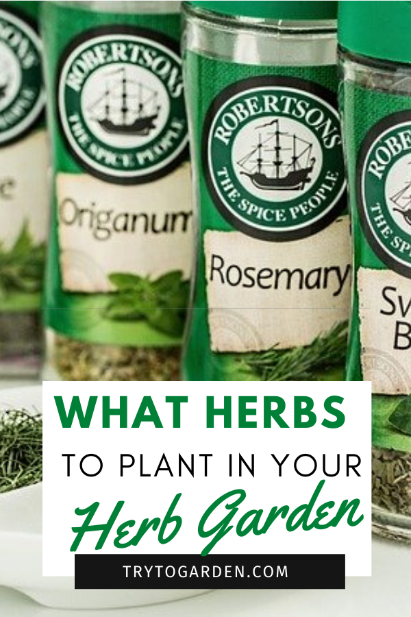 Choosing Herbs For Your Herb Garden