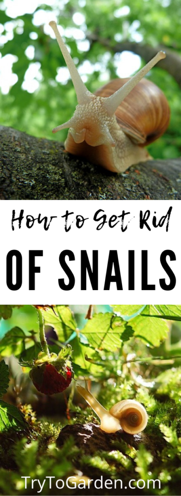 how to get rid of snails for your organic garden