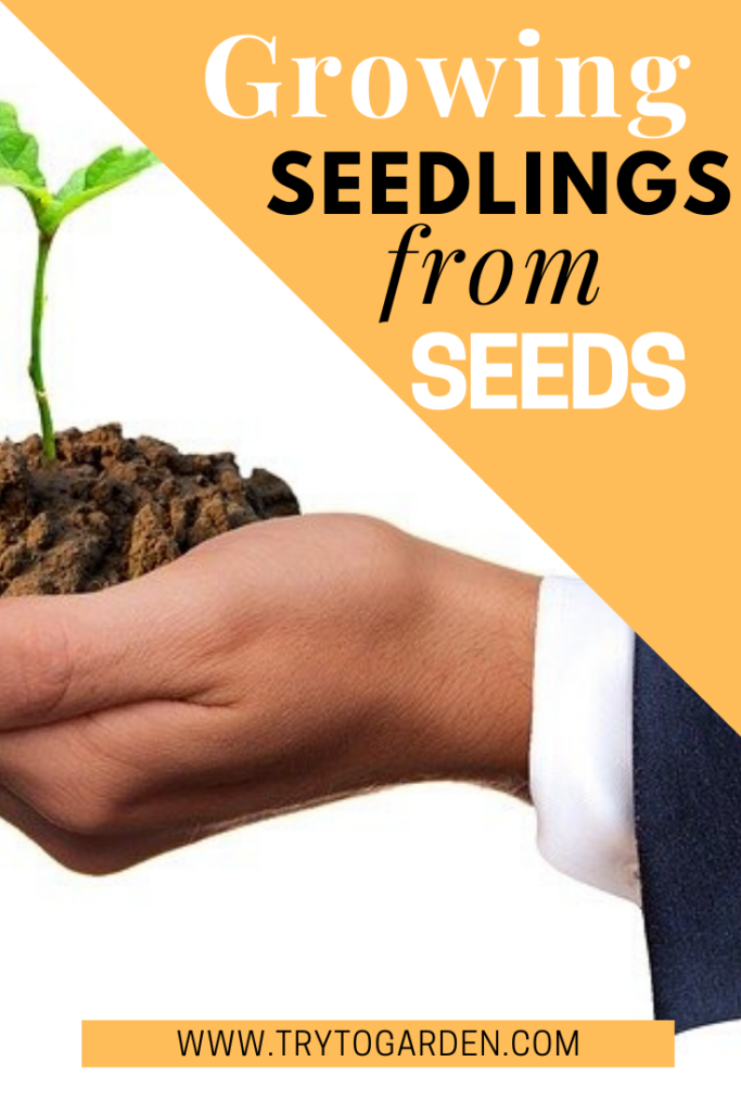 Growing Seedlings: Garden Plants From Seed