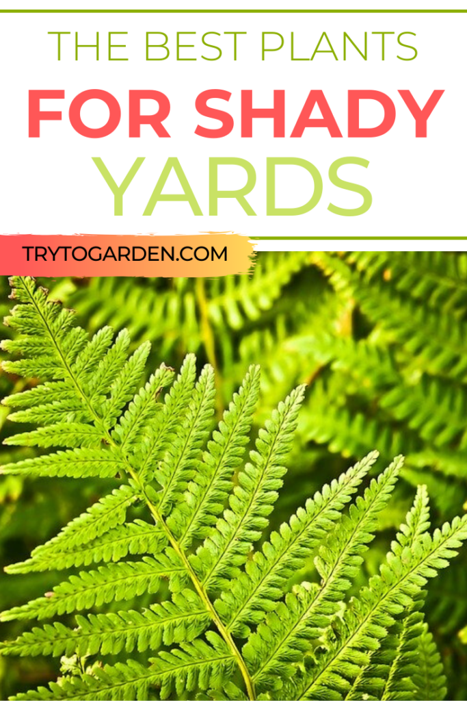 Garden Plants for Shade Garden Plants for Shade