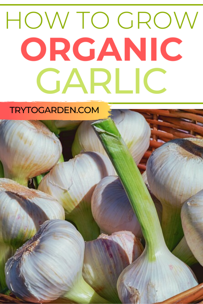 Grow Organic Garlic in the Garden Grow Organic Garlic in the Garden