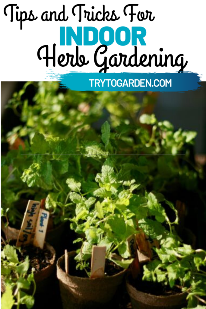 Herb Gardening Indoors - Our Tips - Try To Garden