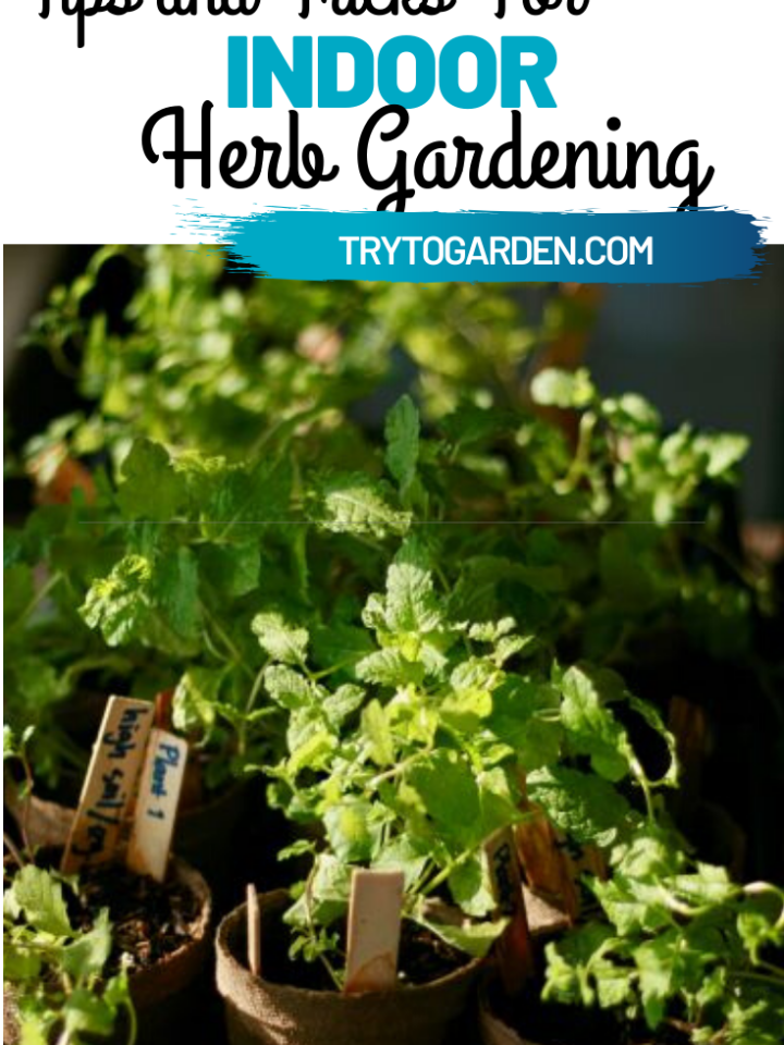 herb gardening indoors article featured image