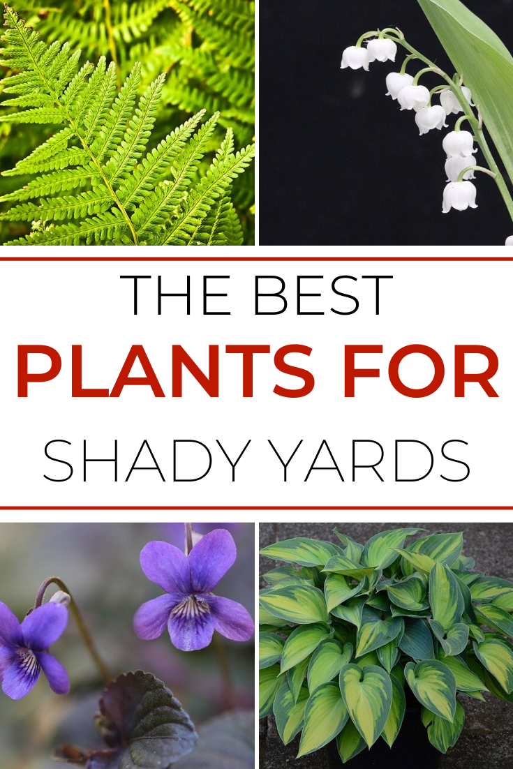 Garden Plants For Shade - Try To Garden