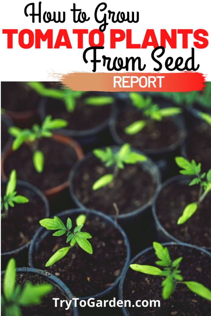 How to Grow Tomato Plants From Seed Try To Garden