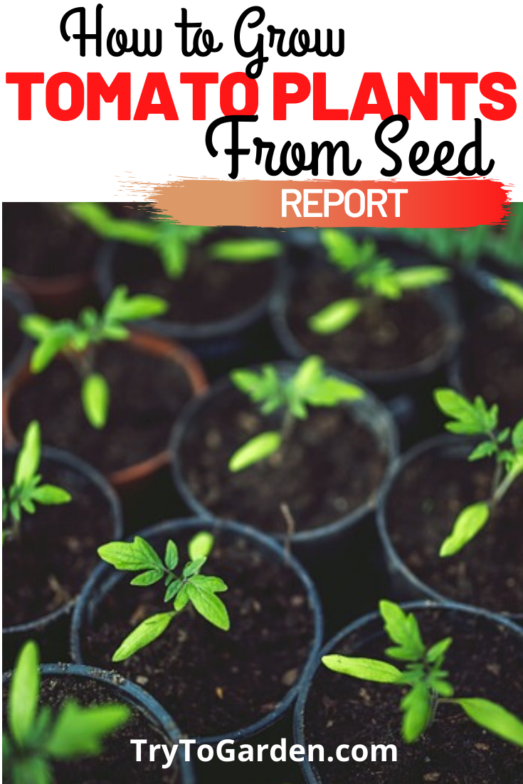 How to Grow Tomato Plants From Seed Try To Garden