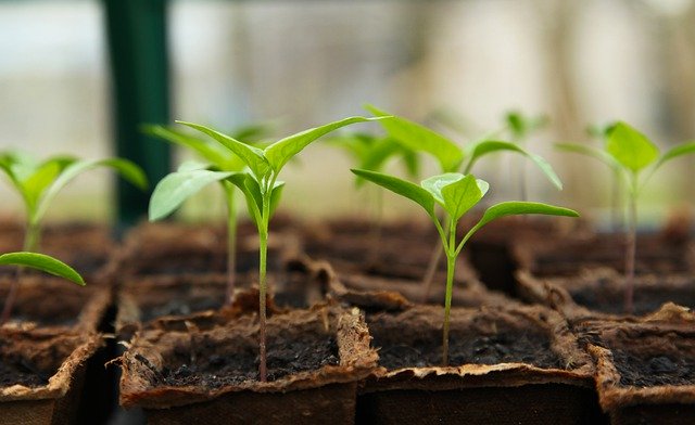greenhouse gardener starting seeds inside