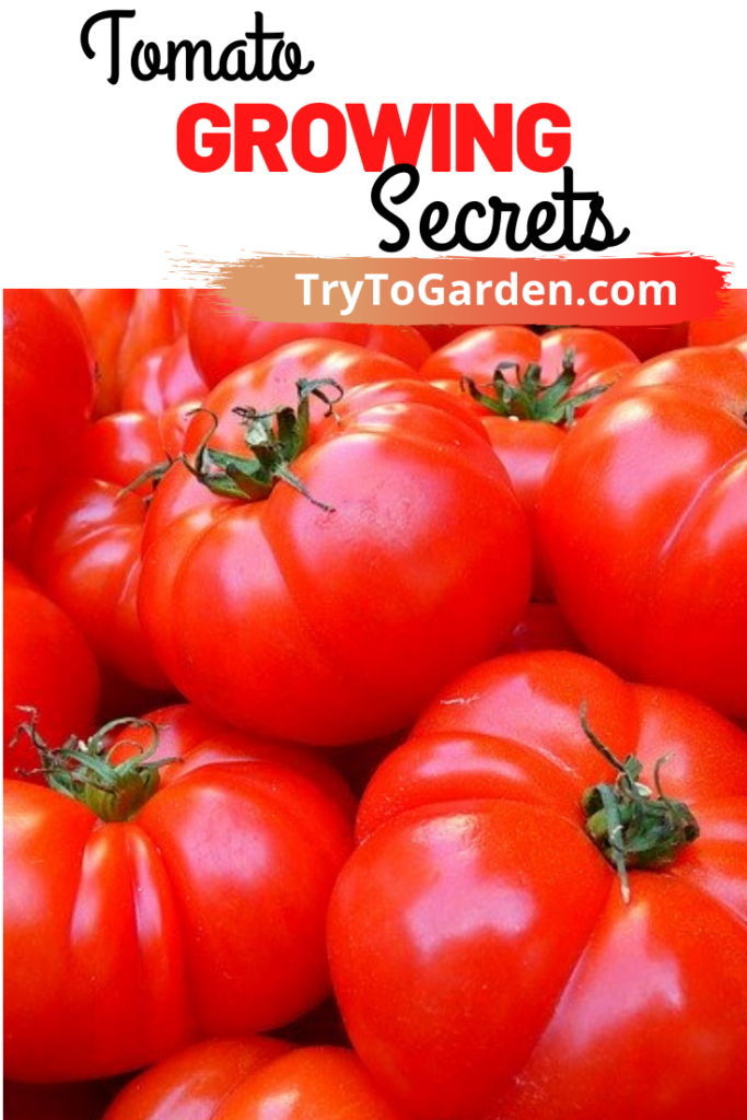 Tomato Growing Secrets to Avoid All Ripening At Once Tomato Growing Secrets to Avoid All Ripening At Once