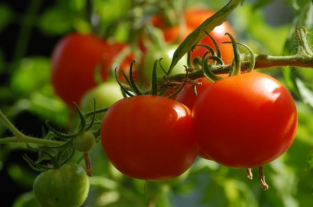 abundance of tomatoes on a vine