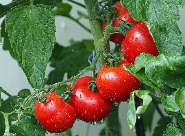 tomato growing secrets juicy ones on a vine and ripe
