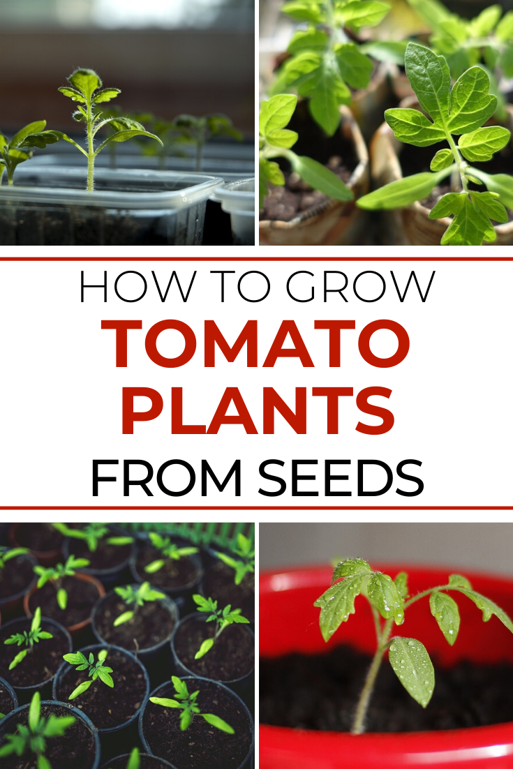 How to Grow Tomato Plants From Seed - Try To Garden