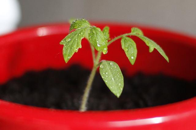 Growing Tomatoes in Pots seedling starting to grow
