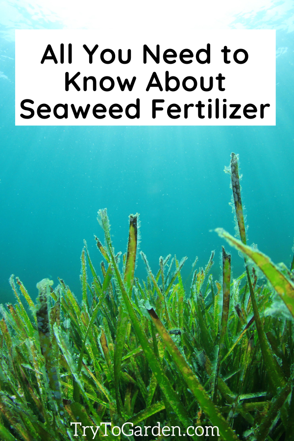 All You Need to Know About Seaweed Fertilizer - Try To Garden