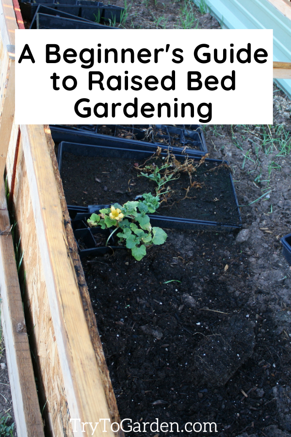 Maintaining a Raised Bed Garden article featured image