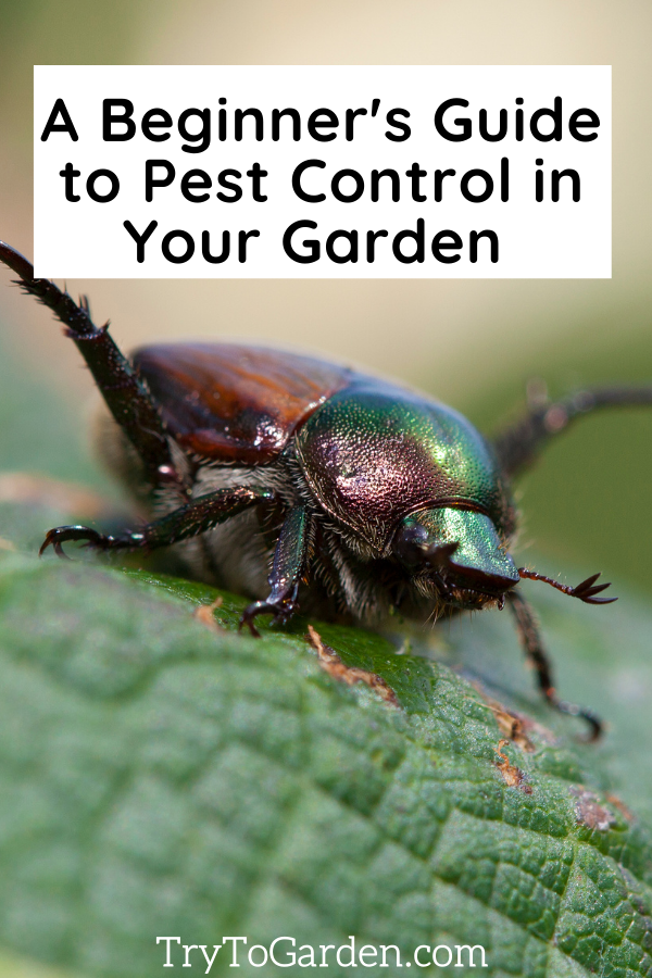 A Beginner's Guide to Pest Control in Your Garden article cover image with beetle