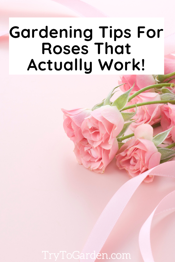 Gardening Tips For Roses That Actually Work article cover image with pink roses
