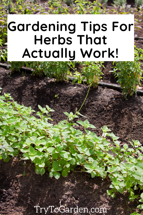 Herb Gardening Tips That Really Work! article cover image with herb garden bed