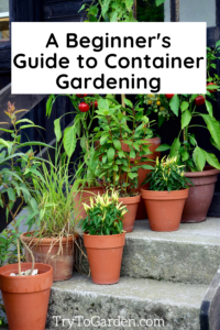 A Beginner's Guide to Container Gardening article featured image