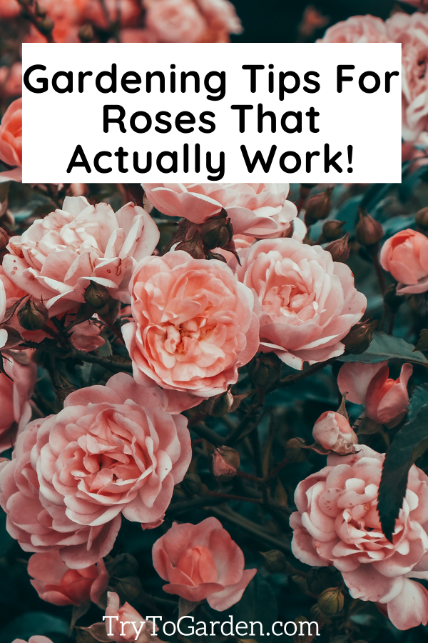 Gardening Tips For Roses That Actually Work!