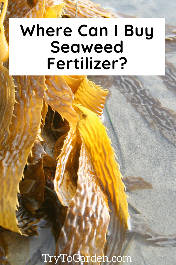 All You Need to Know About Seaweed Fertilizer
