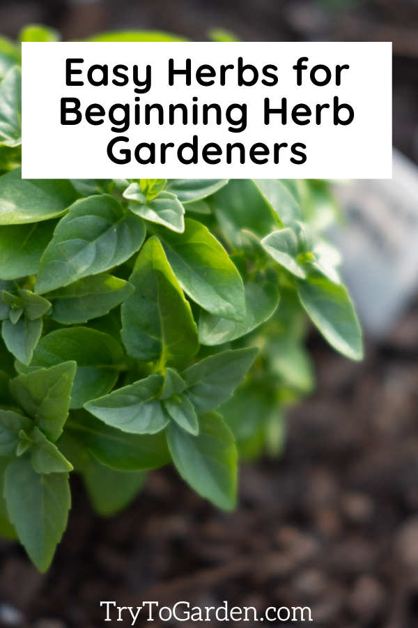 Herb Gardening Tips That Really Work! basil