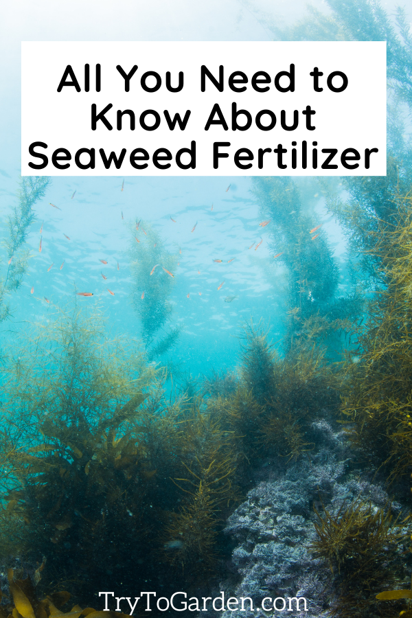 All You Need to Know About Seaweed Fertilizer