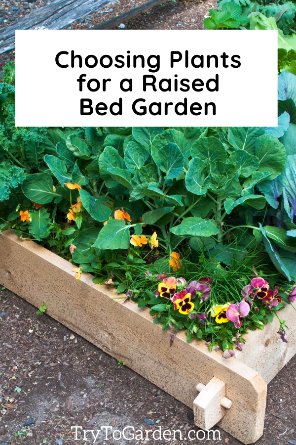 Maintaining a Raised Bed Garden picture of an older raised garden
