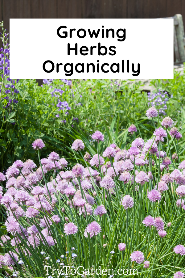 Herb Gardening Tips That Really Work! chives