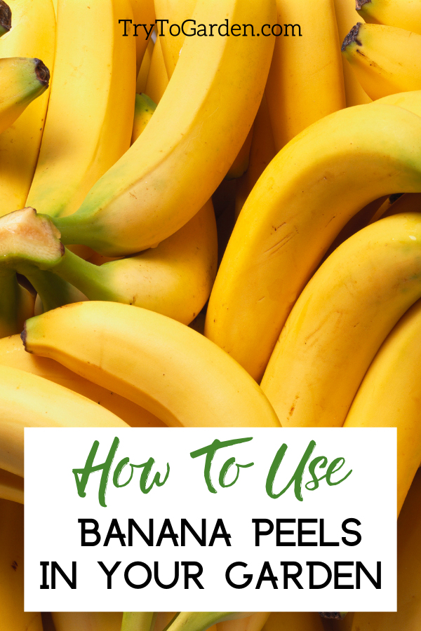 How to Use Banana Peels For Plants in Your Garden article cover image with a lot of bananas