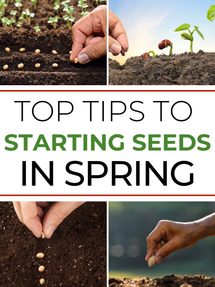 Starting Seeds In Spring article featured image