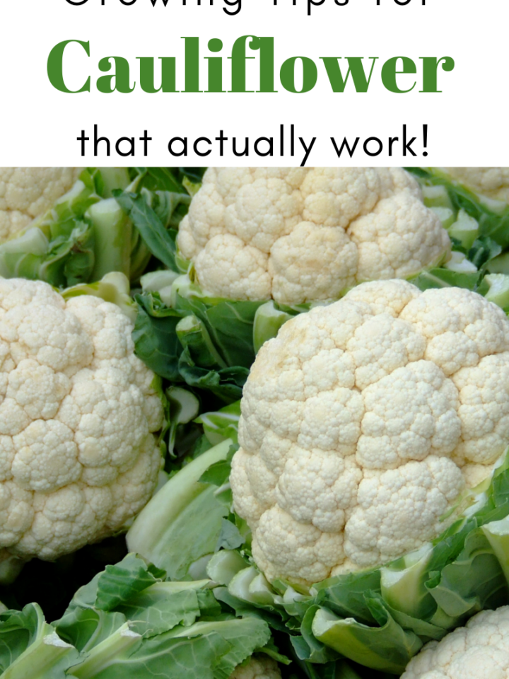 Gardening Tips for Cauliflower That Actually Work!