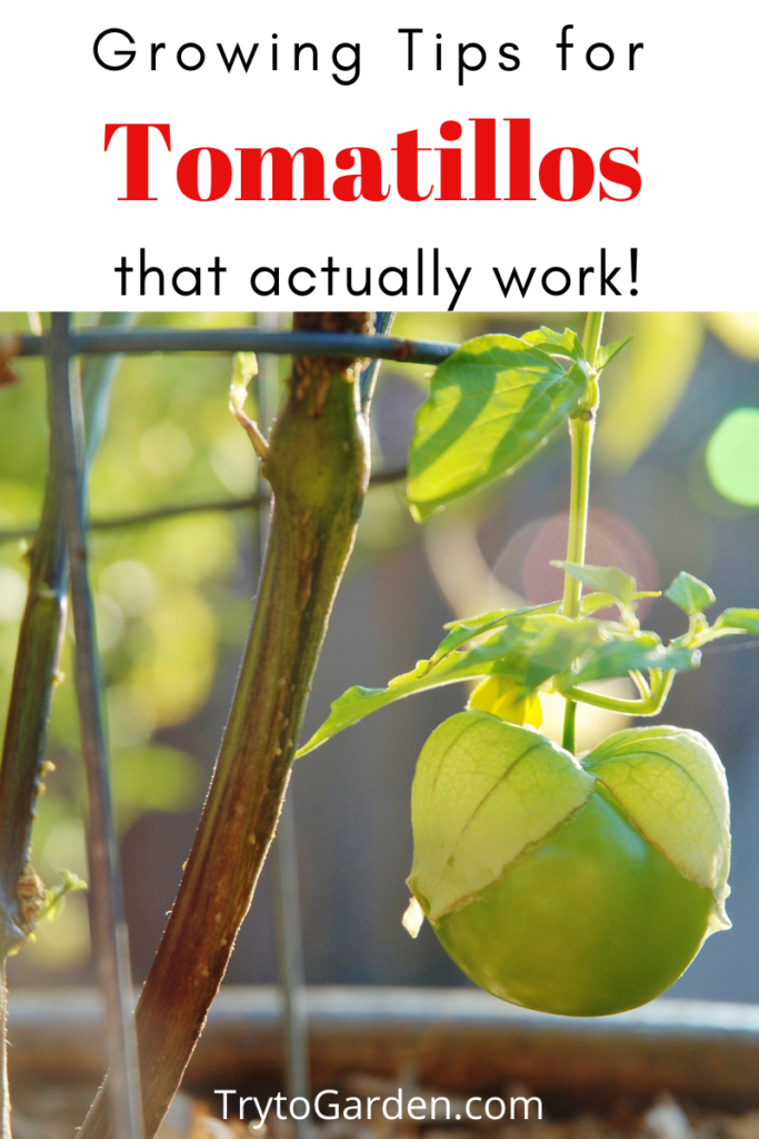 Gardening Tips for Tomatillos That Actually Work! Gardening Tips for Tomatillos That Actually Work!